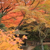 紅葉の中の休憩所