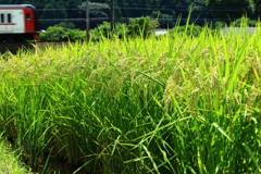 稲作は順調の様子