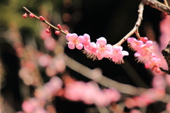 梅の花