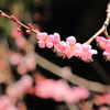 梅の花
