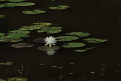 輝く水蓮