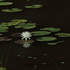 輝く水蓮