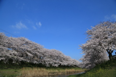 堤防沿いの桜2