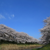 堤防沿いの桜2