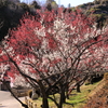 梅の花道