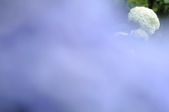 紫陽花の候