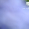 紫陽花の候