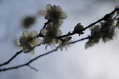 梅