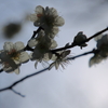 梅