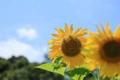 夏真っ盛り