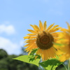 夏真っ盛り