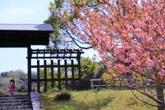 春の頃