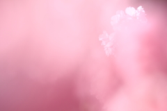 河津桜