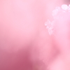河津桜