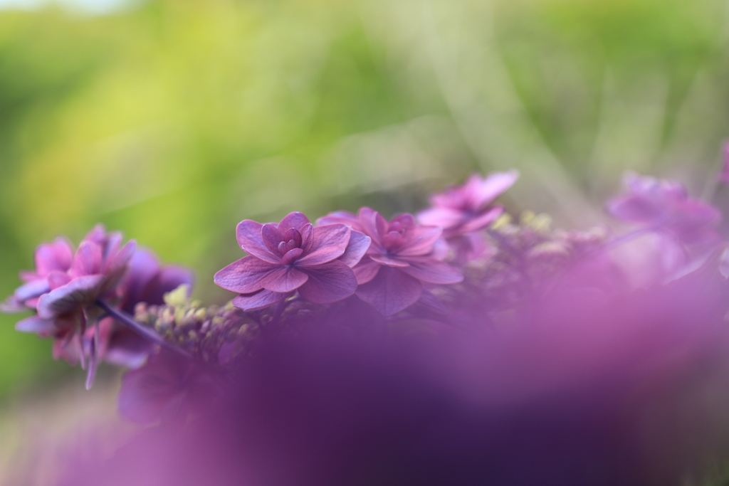 紫陽花の候