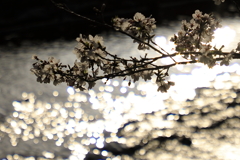 輝く桜