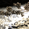 輝く桜