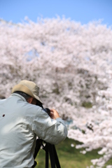 堤防沿いの桜4