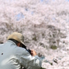 堤防沿いの桜4