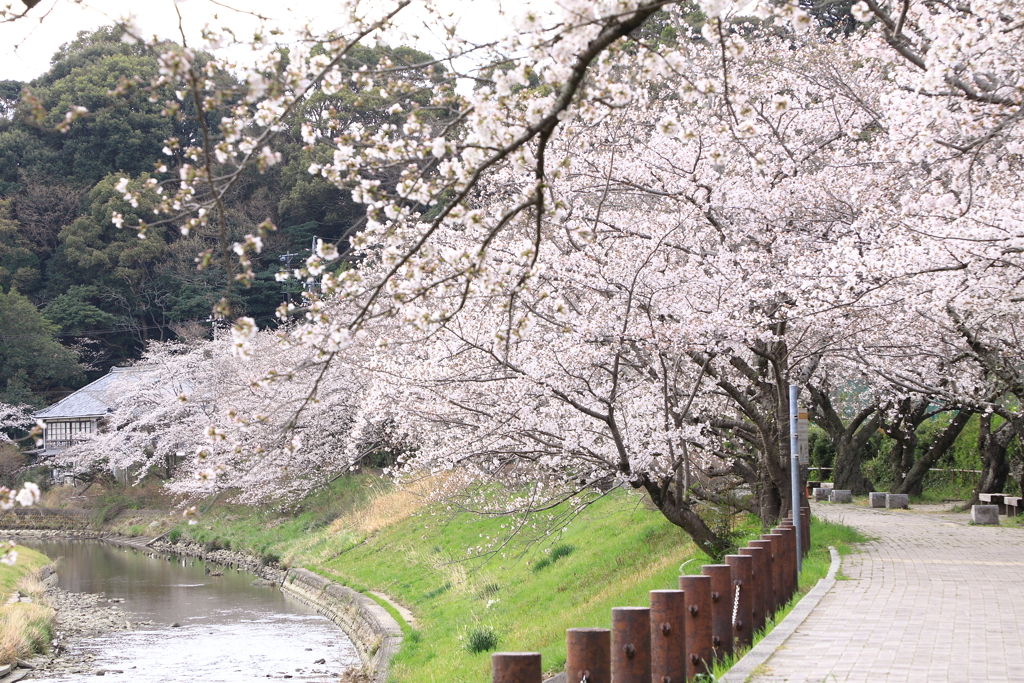 そめいよしのの開花