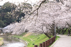 そめいよしのの開花