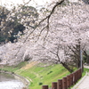 そめいよしのの開花
