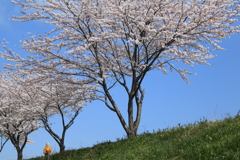 堤防沿いの桜3