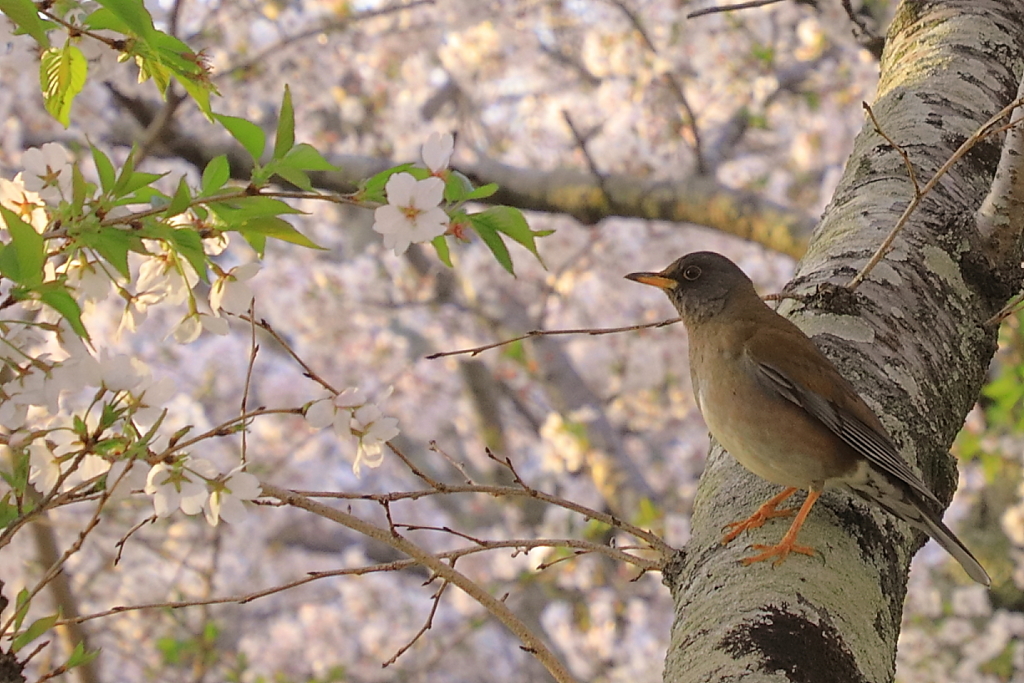 桜と鳥