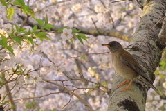 桜と鳥
