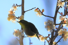 梅2