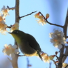 梅2
