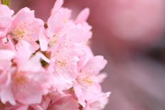 満開の河津桜