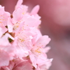 満開の河津桜