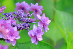 雨上がりの紫陽花
