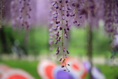 藤の花が雨のよう
