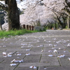 零れ桜