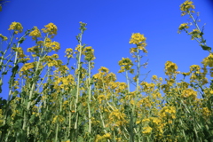 菜の花畑