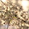 桜咲く