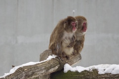 冬の動物園