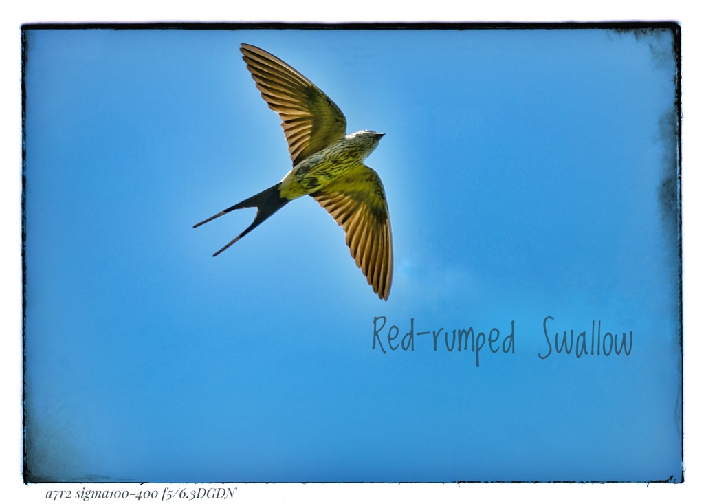 Red-rumped Swallow