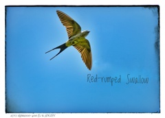 Red-rumped Swallow
