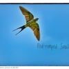 Red-rumped Swallow