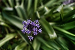 オオツルボ開花…