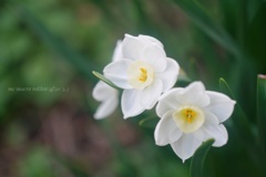 Paperwhite narcissus…