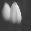 MIRROR…