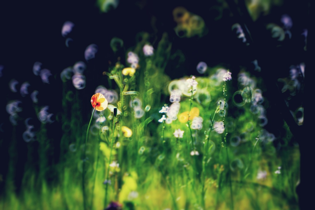花の魂いずこへ…