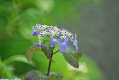 ミラーワールドに咲く花達…