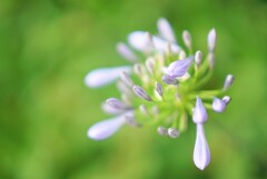 Agapanthus…