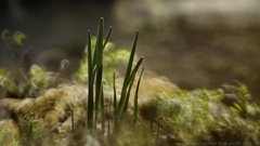 野草界の高層ビル…