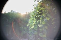 COSMICAR 50mm/1.8TVと夕暮れ時…